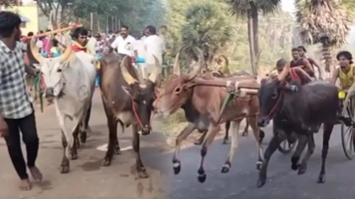 Elderly Man Killed, 27 Injured During Bull Race at Pongal Festival in Tamil Nadu's Vellore Elderly Man Killed, 27 Injured During Bull Race at Pongal Festival in Tamil Nadu's Vellore