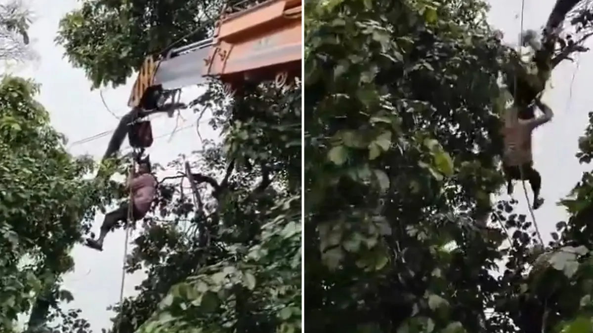 UP: Contract Electrician Falls While Fixing High-Tension Power Line In UP's Moradabad, Dies Electrician Falls While Fixing Power Line In UP's Moradabad, Dies