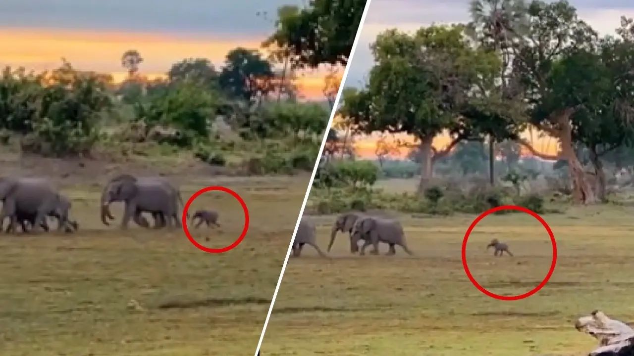 Watch: Baby Elephant’s Joyful Run to Rejoin His Herd Becomes Internet’s New Favorite Feel-Good Moment Elephant
