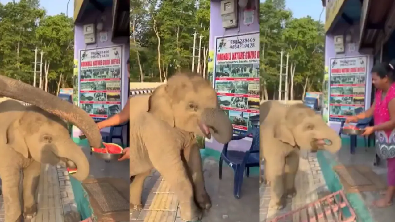 Elephant Eats Watermelon