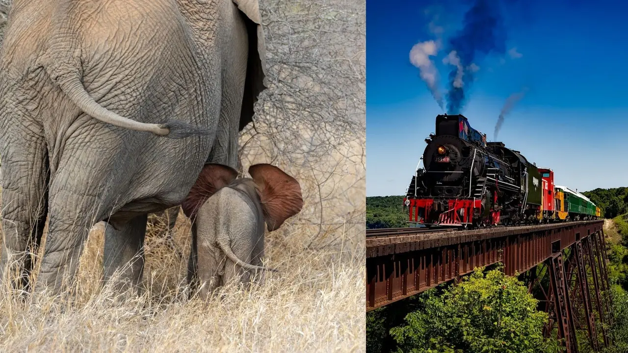 elephant group hit by janshatabdi express in west Bengal three killed