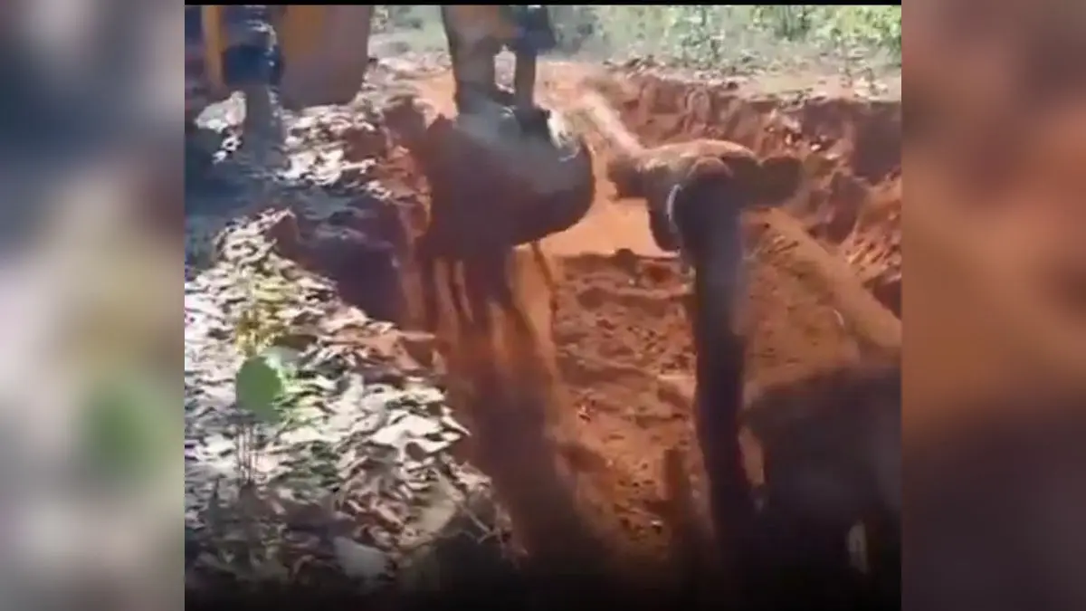 Elephant Rescued With JCB in Viral Video Showcasing Heartfelt Bond