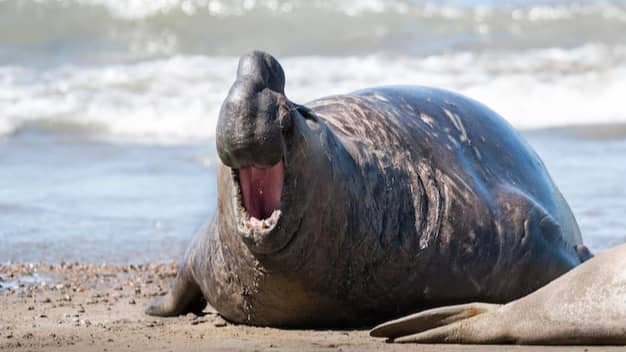 Description of the pic