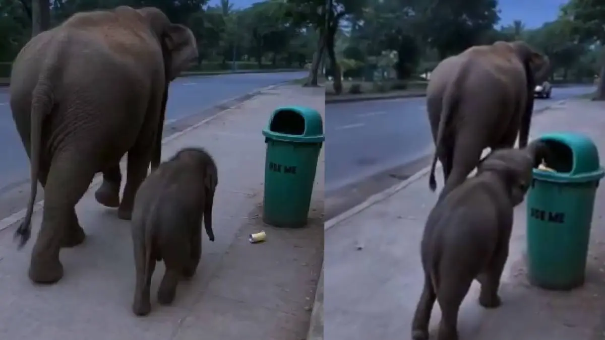 Elephant throws garbage in dustbin