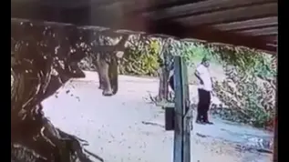 Elephant 'Alerts' Man Standing in Its Way Instead of Harming, Video Goes Viral Elephant Viral Video