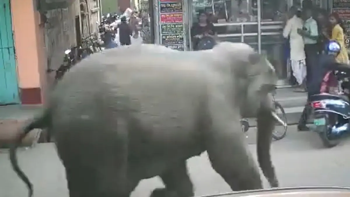 Elephant Viral Video