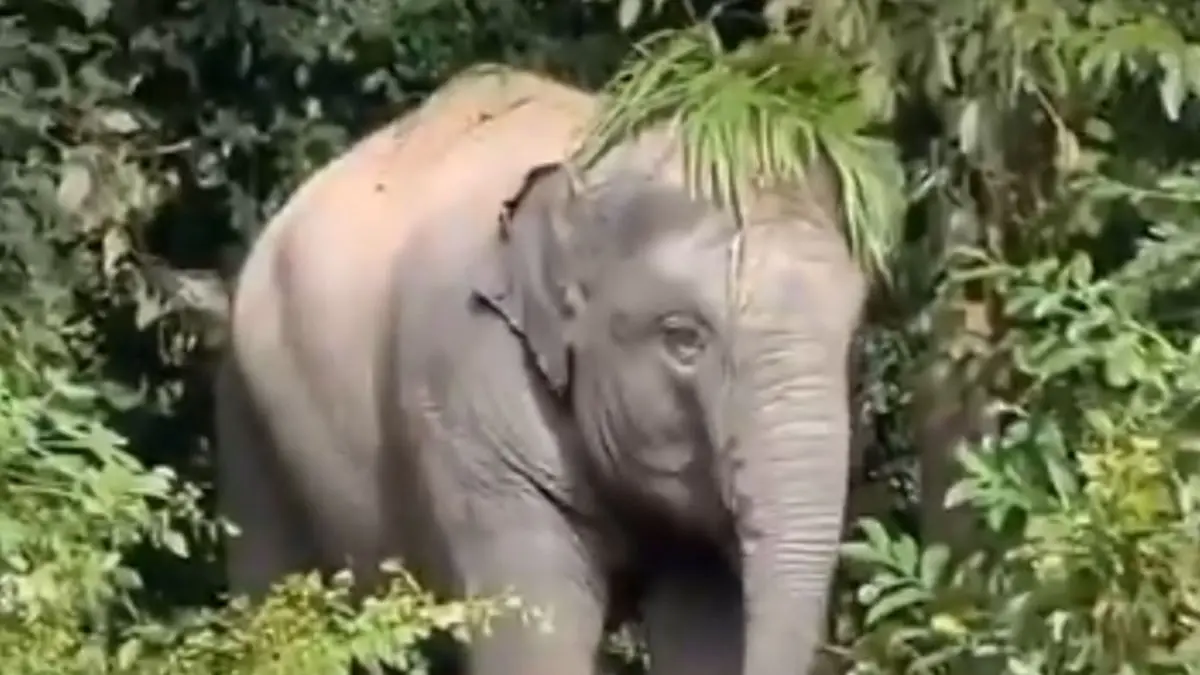 Elephant’s ‘Perfect Hair Flip’ Moment Goes Viral, Leaves Internet Amused