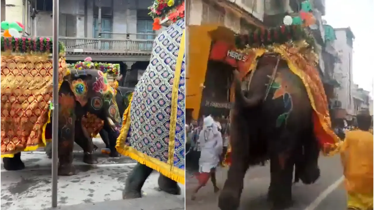 Terrifying Video Shows 3 Elephants Rampage Through Ahmedabad Streets During Rath Yatra | WATCH Elephants rampaging through streets of Ahmedabad during Jagannath Rath Yatra