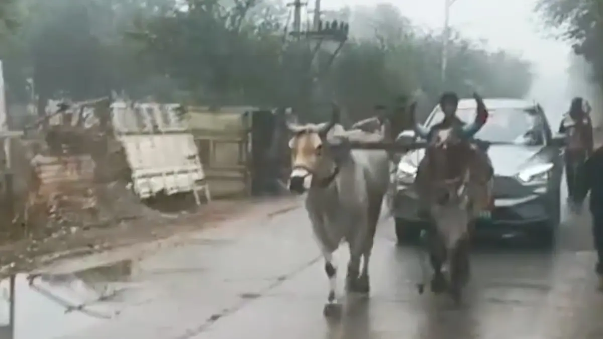 EV pulled by bullocks