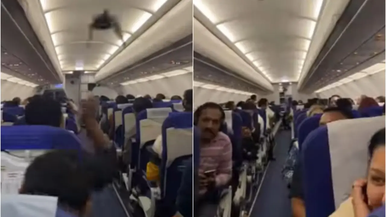 Extra Soul On Board: Pigeon Enters IndiGo Flight Before Take-Off | Viral Video