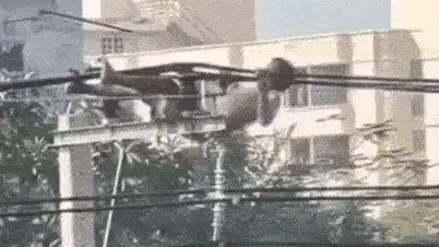 Watch: Man's Life-Risking Pull-Up Stunt on Power Lines Shocks the Internet Viral Video