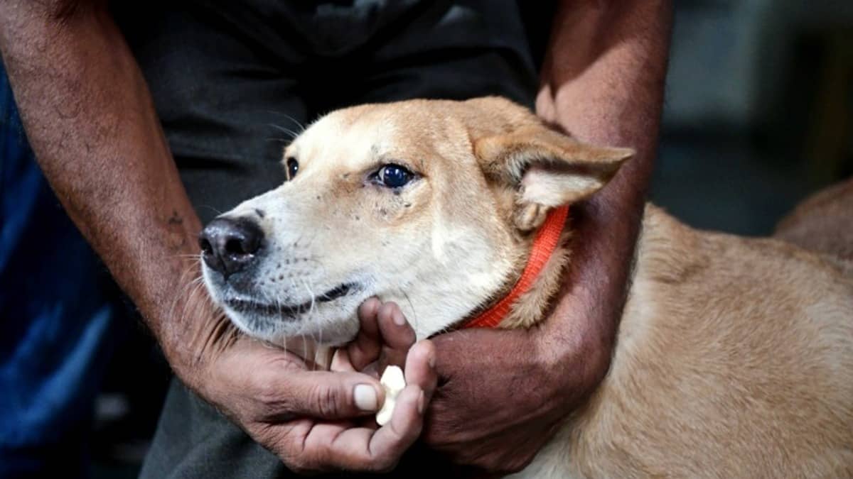 'Fake News': Delhi Govt Refutes Reports of Centre's Direction to Educational Institutes on Census of Stray Dogs