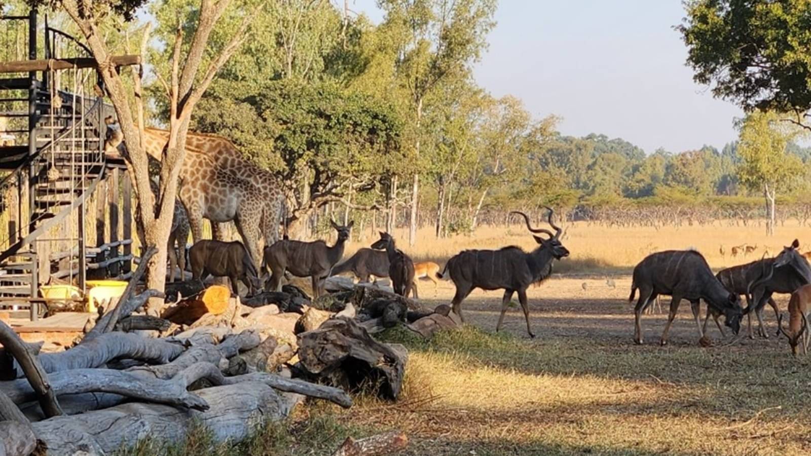 Description of the pic