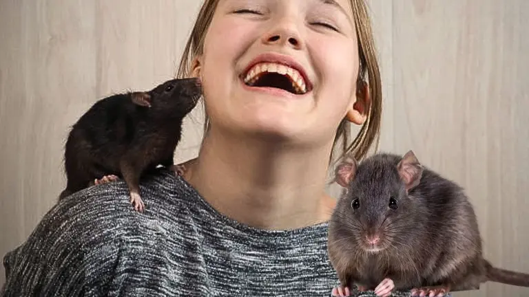 Fear of Rats: चूहों को देखते ही चीखने क्यों लगते हैं लोग? ये है असली कारण, जानें डर पर काबू पाने के उपाय Fear of Rats