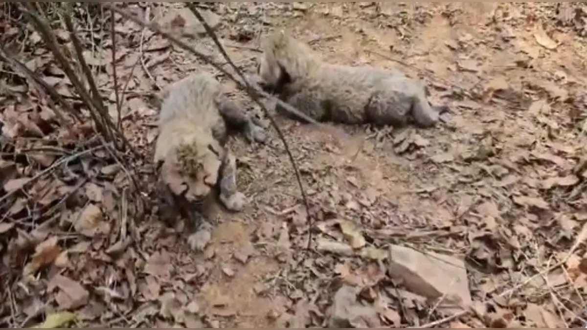 Cheetah Veera, Her Cubs To Be Released In Wild At Kuno National Park On International Cheetah Day Today Female Cheetah 'Veera', Her Cubs To Be Released In Wild At Kuno National Park On International Cheetah Day Today