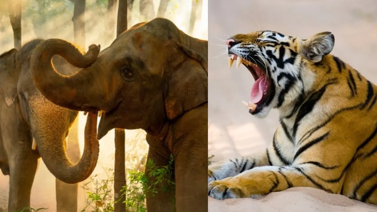 Female-Elephant-and-Tiger-Attack Imaginative Image