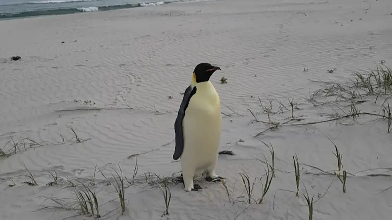 First emperor penguin known to reach Australia found on tourist beach
