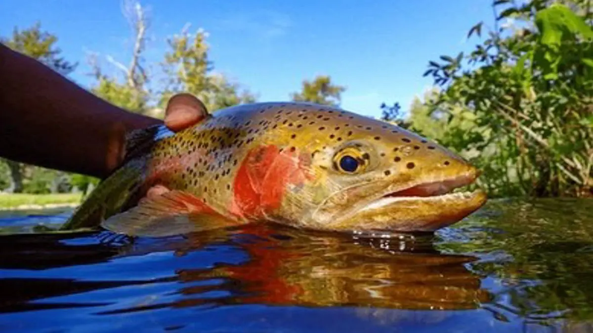 Did You Know Fish Endure Intense Pain For Up To 20 Minutes When Killed? New Study Finds Fish experience extreme pain for 20 minutes when killed