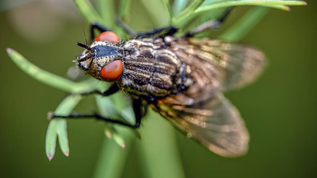 Description of the pic