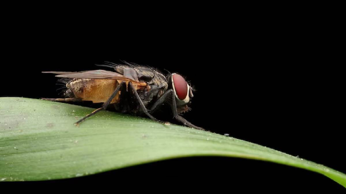 Description of the pic