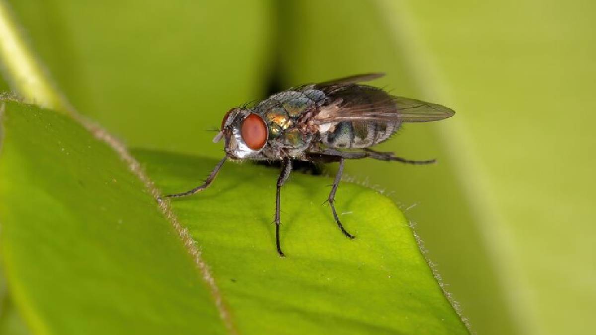 Description of the pic