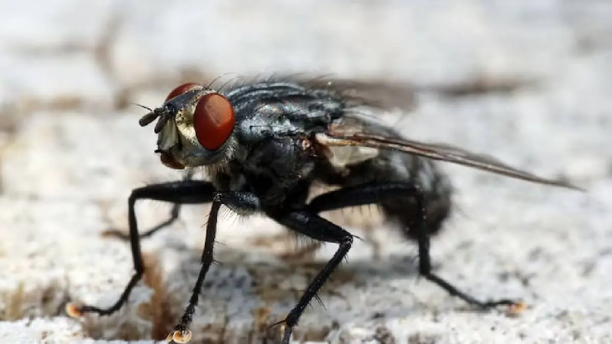 how to get rid of house flies using homemade remedies
