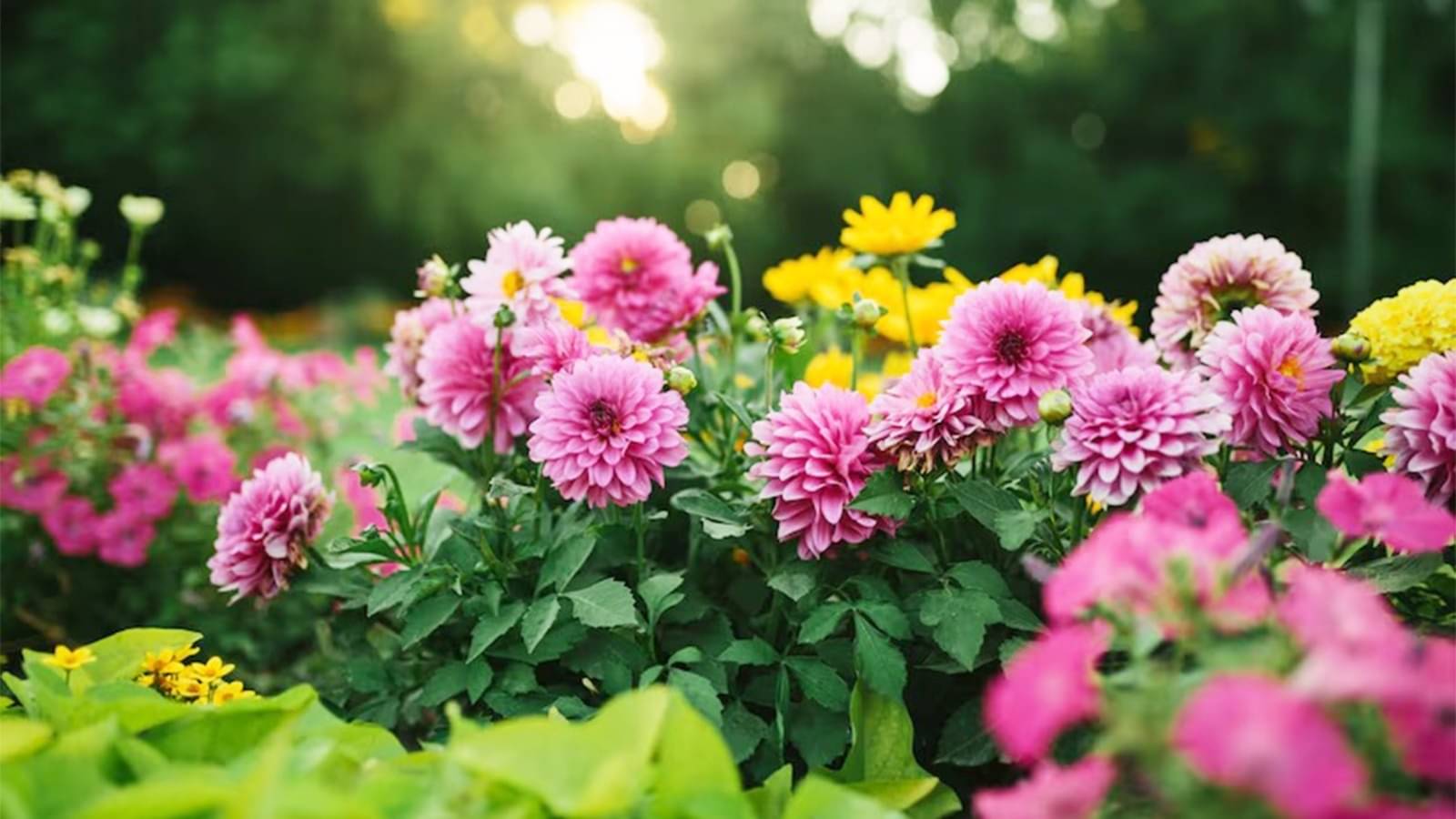 Description of the pic