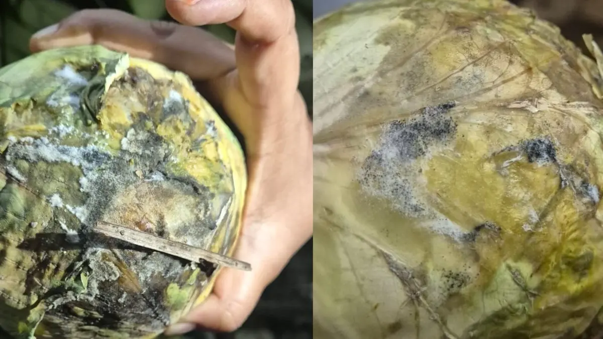 Rotten, Fungus-Infected Food, Unhygienic Conditions Observed At Three Telangana Restaurants Food Inspection In Telangana.