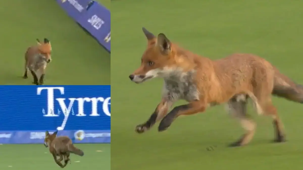 Fox in gatecrashes a game of The Hundred in Lord's