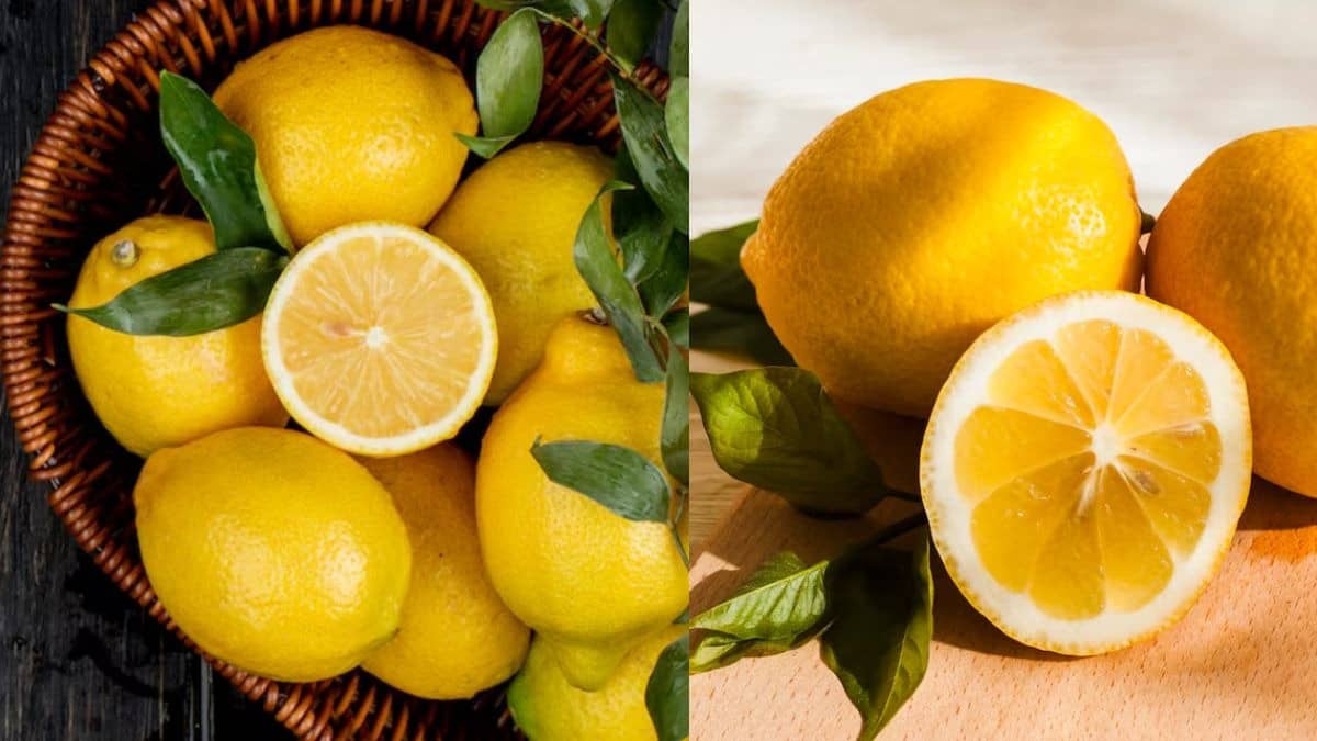 Fresh Lemons: पॉलीथिन या एयर टाइट डिब्बे में? जानिए फ्रिज में कैसे रखें ...