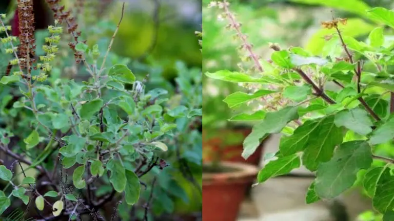 Friday Tulsi Ke Upay: शुक्रवार के दिन तुलसी में जरूर डालें ये एक चीज, घर में कभी नही होगी पैसों की कमी Friday Tulsi Ke Upay