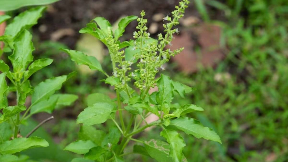 Description of the pic