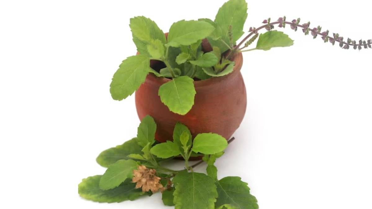 Description of the pic