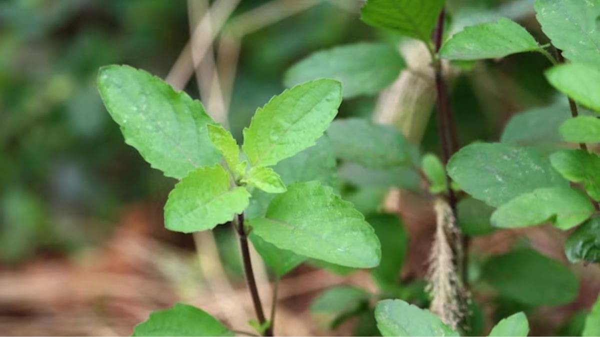 Description of the pic