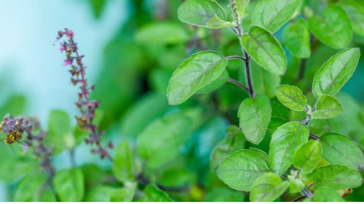 Description of the pic