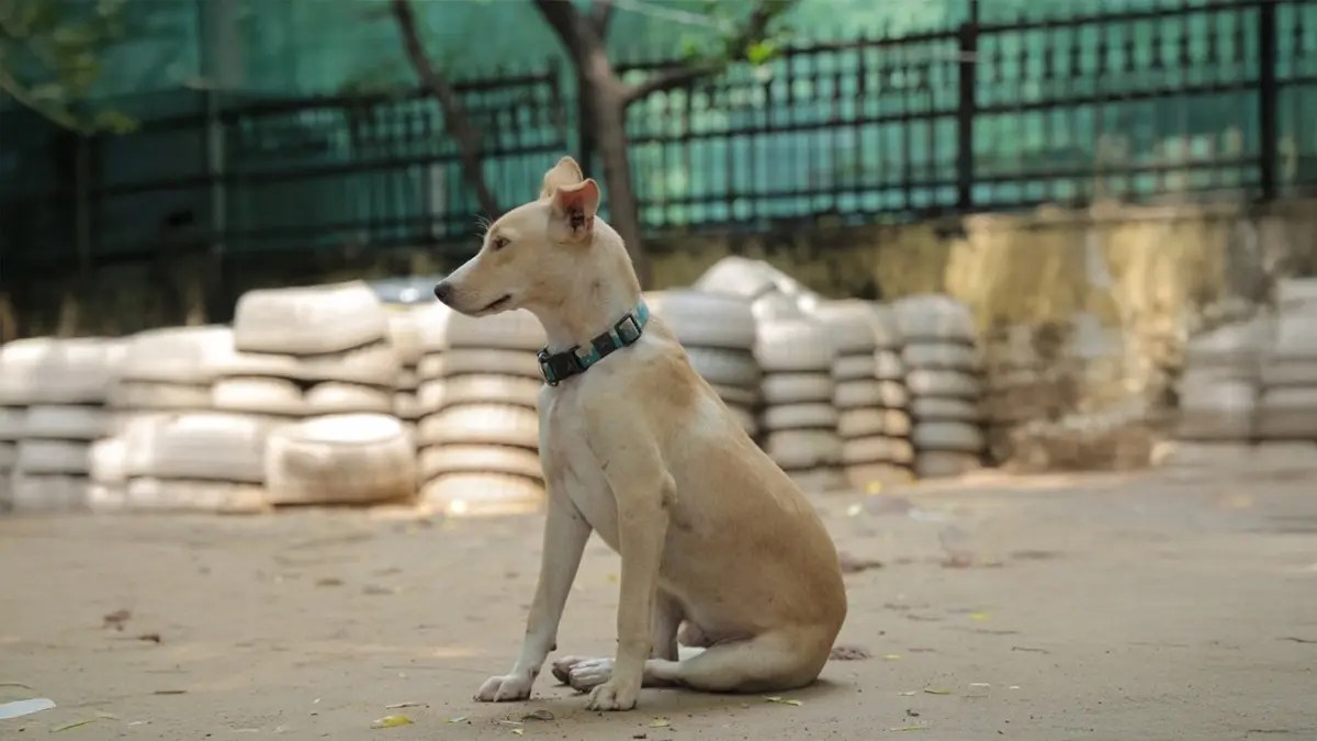 From Fear to Coexistence: Humane Cities Begin with How We Treat the Vulnerable From Fear to Coexistence: Humane Cities Begin with How We Treat the Vulnerable