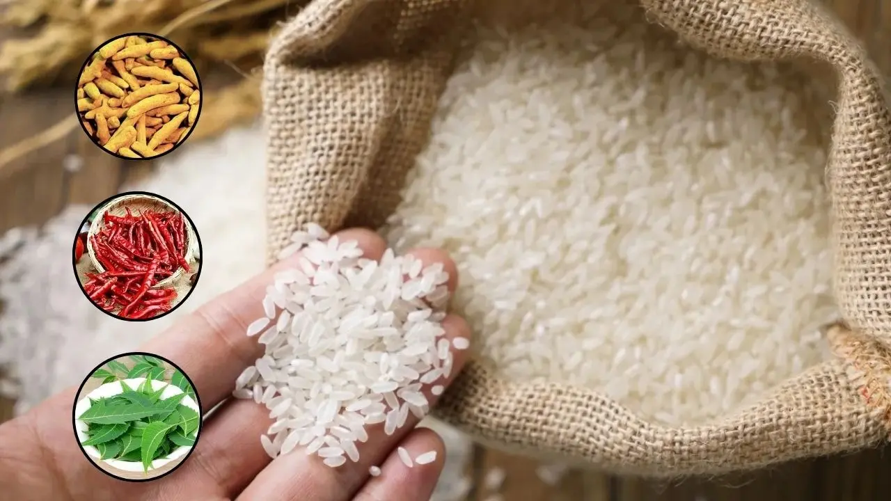 From Haldi, Garlic To Neem: Effective Home Remedies to Keep Rice Pests-Free