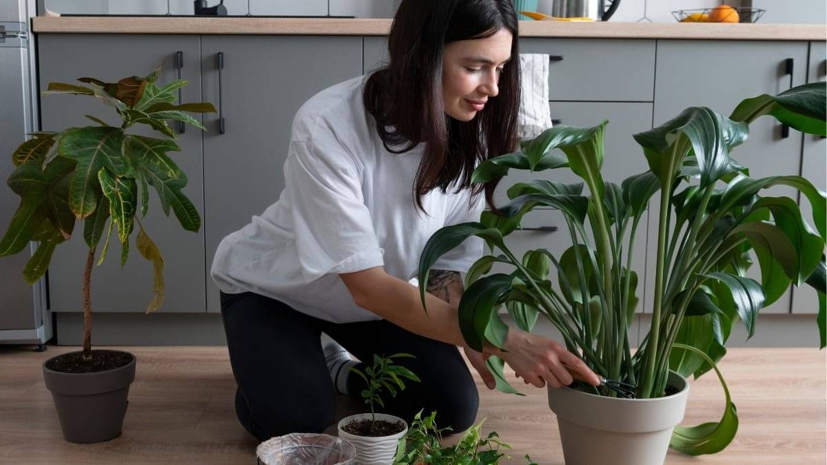 Description of the pic