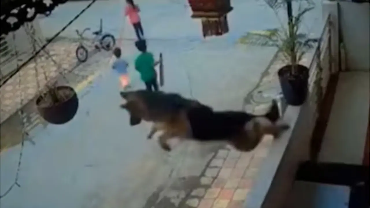 Watch: German Shepherd’s Brave Jump to Shield Kids From Stray Dog Wins Hearts Online German shepherd viral video, viral video, viral news, stray dog