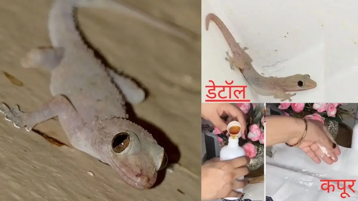 Lizards: छिपकलियों की घर में एंट्री करनी है बैन तो सिर्फ 5 रुपये में हो जाएगा आपका काम, अपनाएं ये घरेलू नुस्खा- VIDEO Get Rid Of Lizards