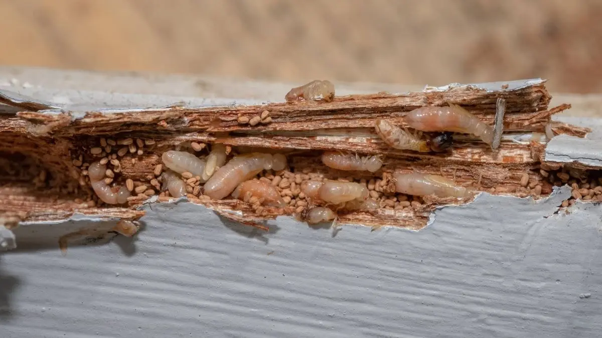 Get rid of termites