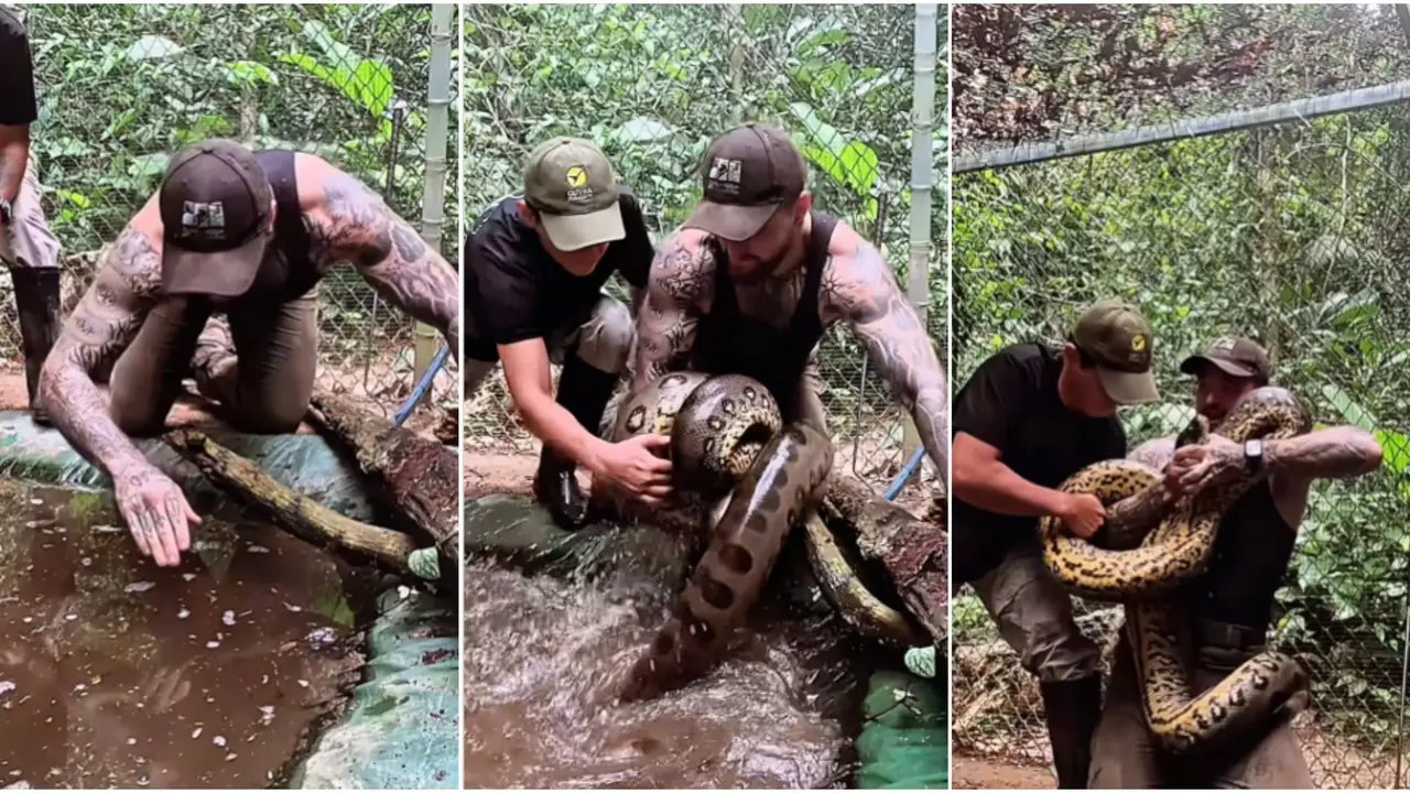 giant anaconda viral video