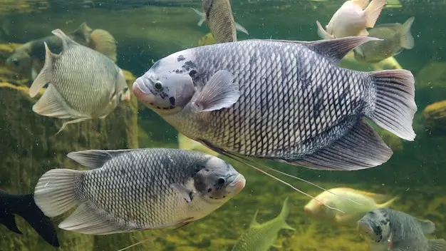 Darwin Frog To Giant Gourami, 10 Aquatic Animals Who Give Birth From Their Mouth Giant gourami