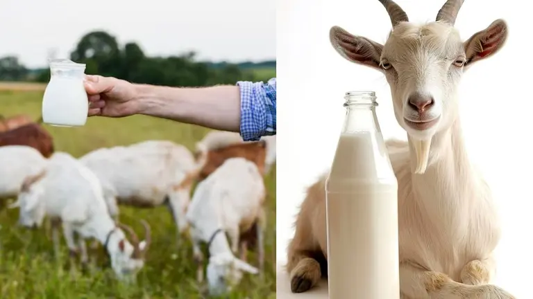 Goat Milk: डेंगू में बकरी का दूध पीने से फायदा या नुकसान? रिसर्च में हुआ चौंकाने वाला खुलासा; जानिए पीना चाहिए या नहीं Goat Milk