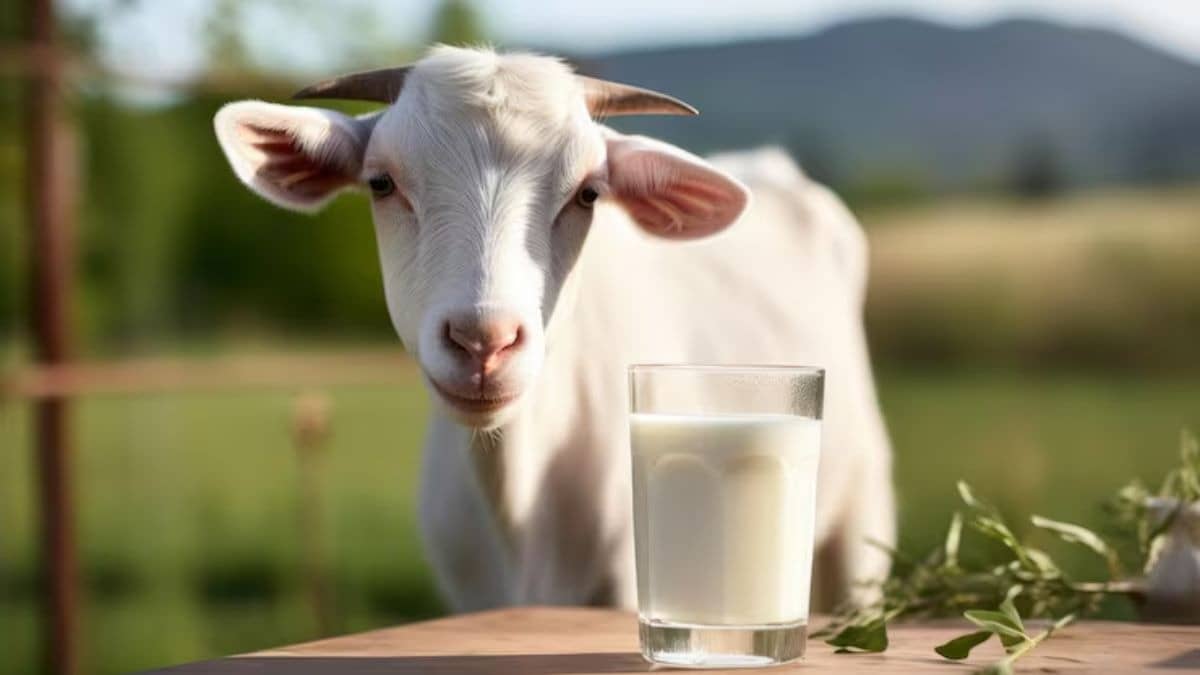 Description of the pic