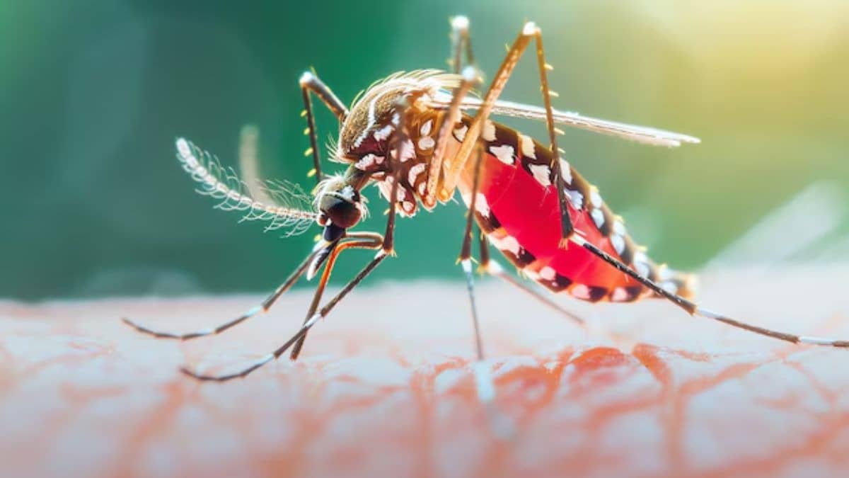 Description of the pic