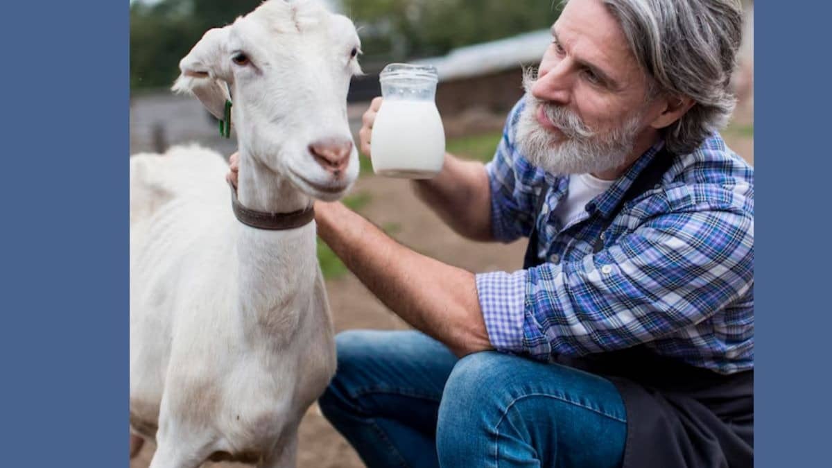 Description of the pic