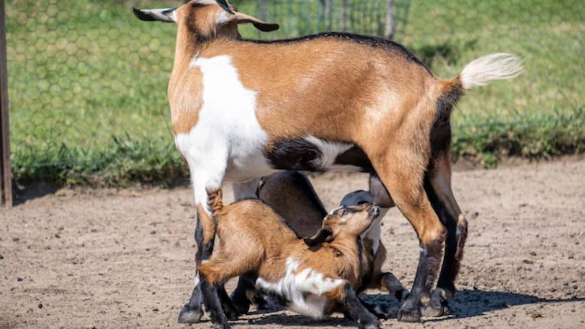 Description of the pic