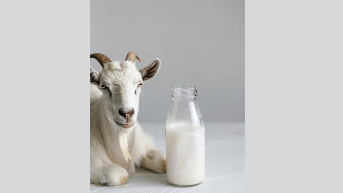 Description of the pic