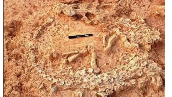 World's Oldest Ostrich Nest Found in Andhra Pradesh' Prakasam